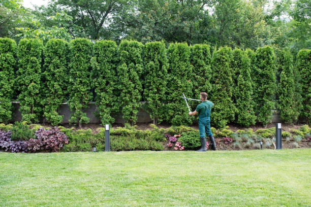 Best Tree Clearing Services  in Friedens, PA